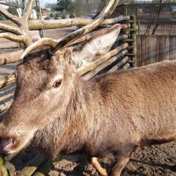 Mirakowo Hodowla bażantów Polski Związek Łowiecki