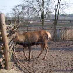 Mirakowo Hodowla bażantów Polski Związek Łowiecki