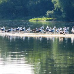 Piaszczyste wyspy na Wiśle to ostoja ptactwa wodnego