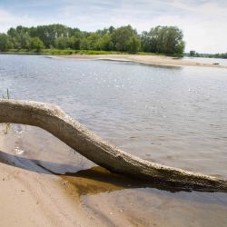 Wyspa na Wiśle - Kępa Zielona fot. R. Kołodziej