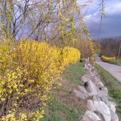 Forsycje w Skłudzewie fot. Rafał Warmbier