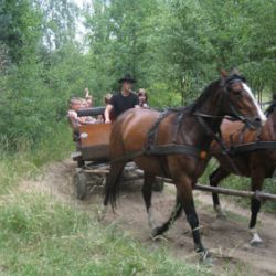 Agroturystyka Brzoza- Robert Bugajski