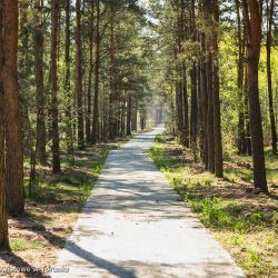 Droga rowerowa Osiek - Mazowsze - odcinek Osiek - Obrowo (16)