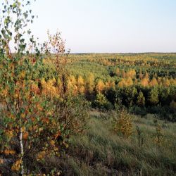 puszcza bydgoska