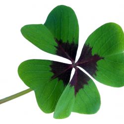 lucky-clover-g99640c7c3_1920