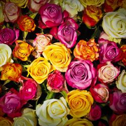 roses-g395948e9c_1280