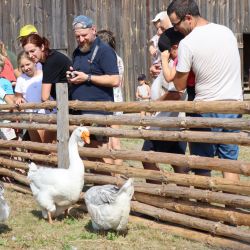 U sąsiadów Olendrów (3)