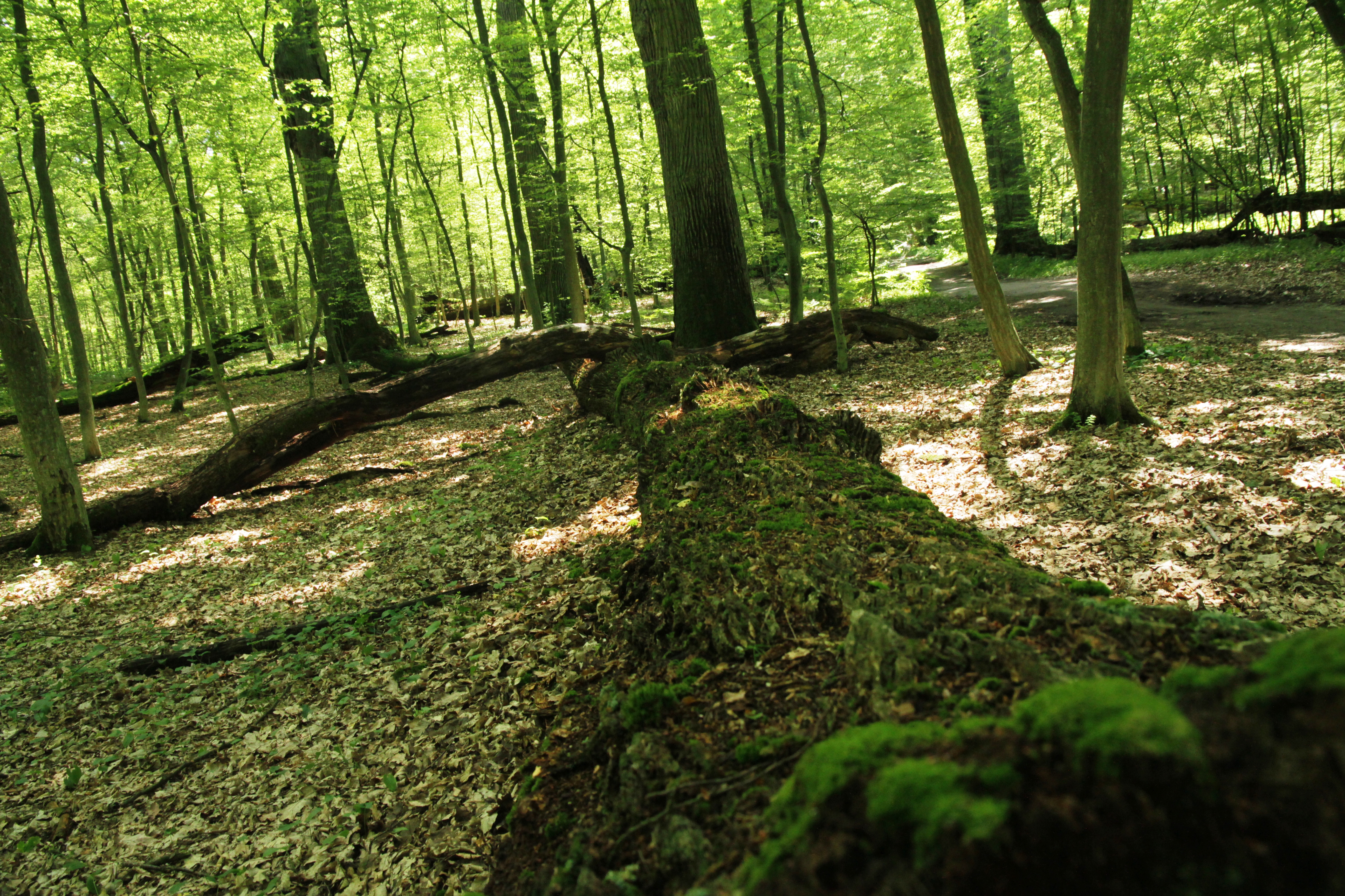 Uproszczony Plan Urządzenia Lasu dla gmin: Łubianka, Łysomice, Chełmża