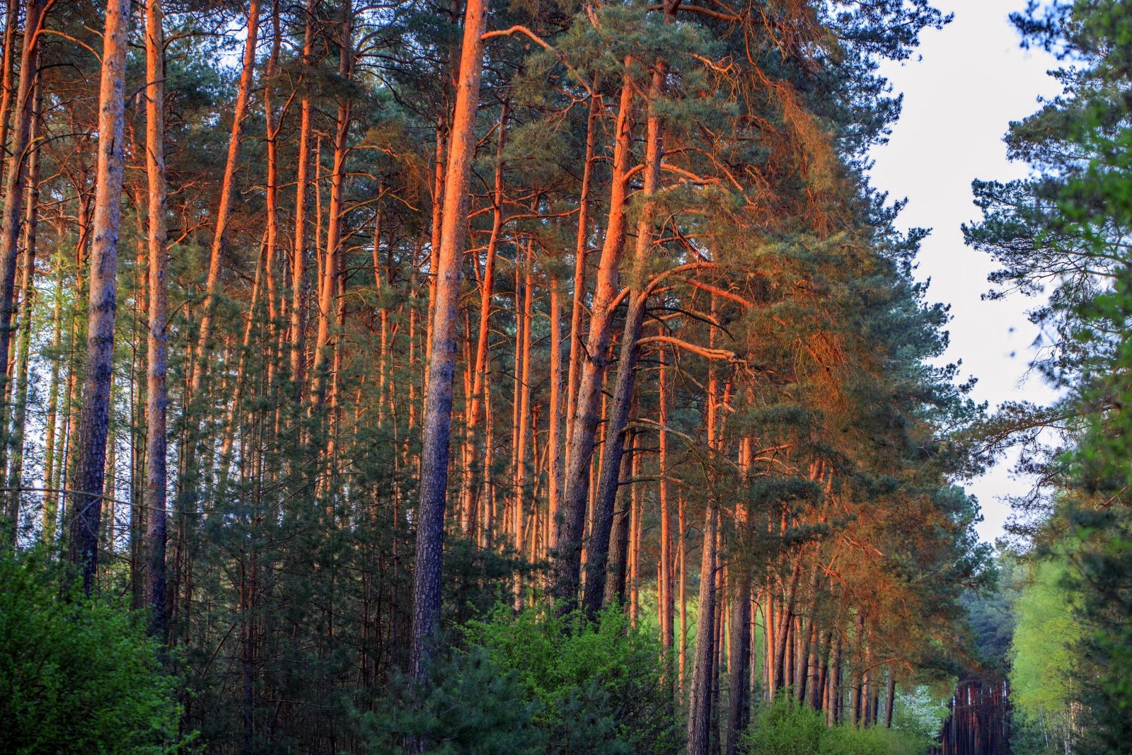 Nadzór nad lasami niestanowiącymi własności Skarbu Państwa – informacja o zmianie terminu dyżuru