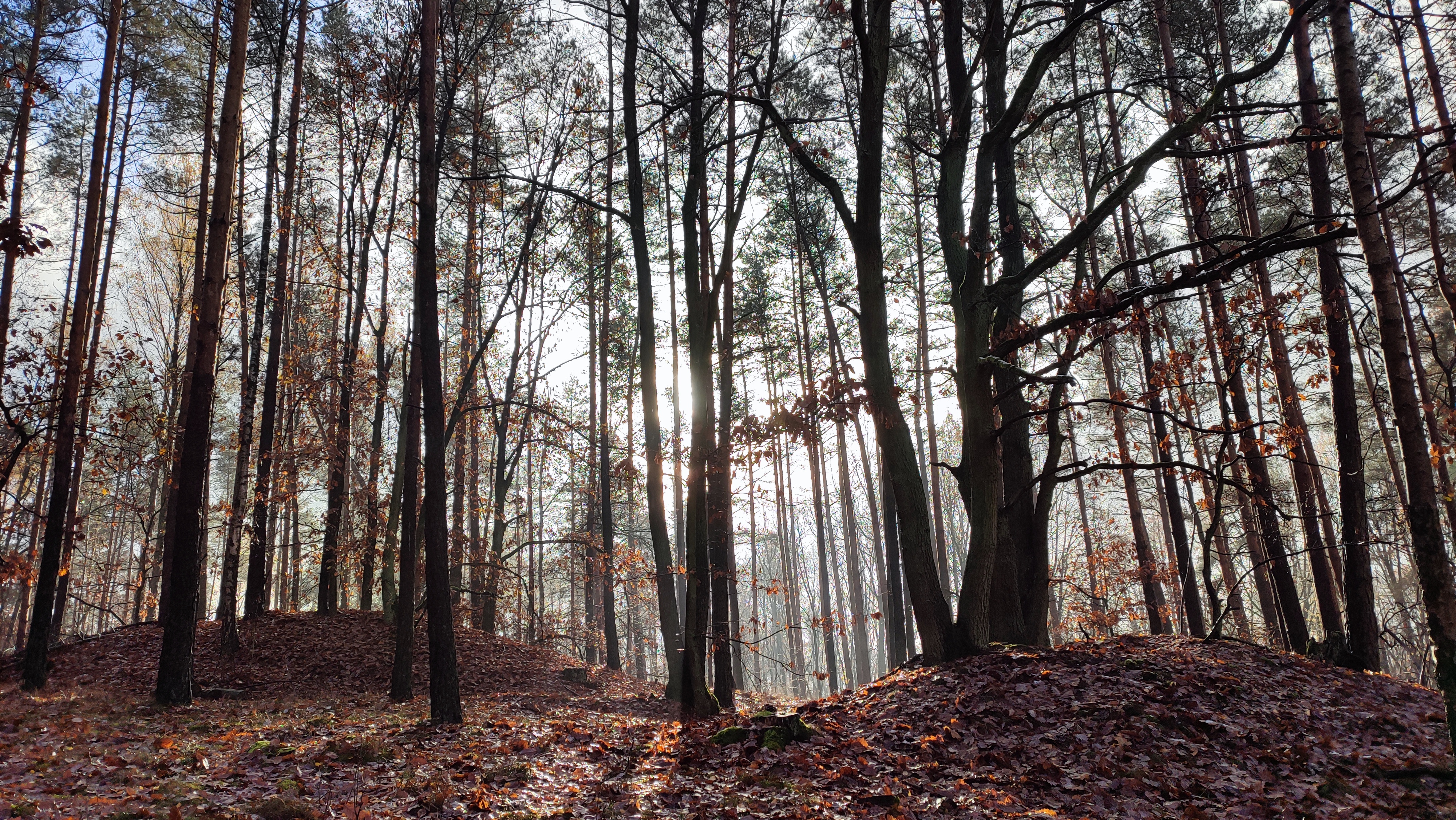 Nadzór nad Lasami Niepaństwowymi – Zmiana Terminu Dyżuru